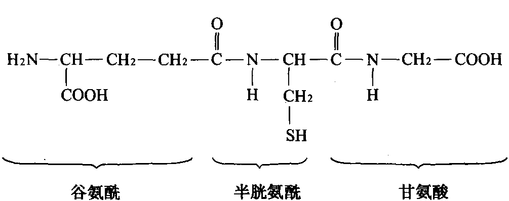 三肽谷胱甘肽(GSH)結(jié)構(gòu)