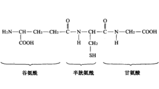 谷胱甘肽及其依賴酶：從生物化學(xué)到老年病學(xué)