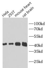      beta actin抗體
